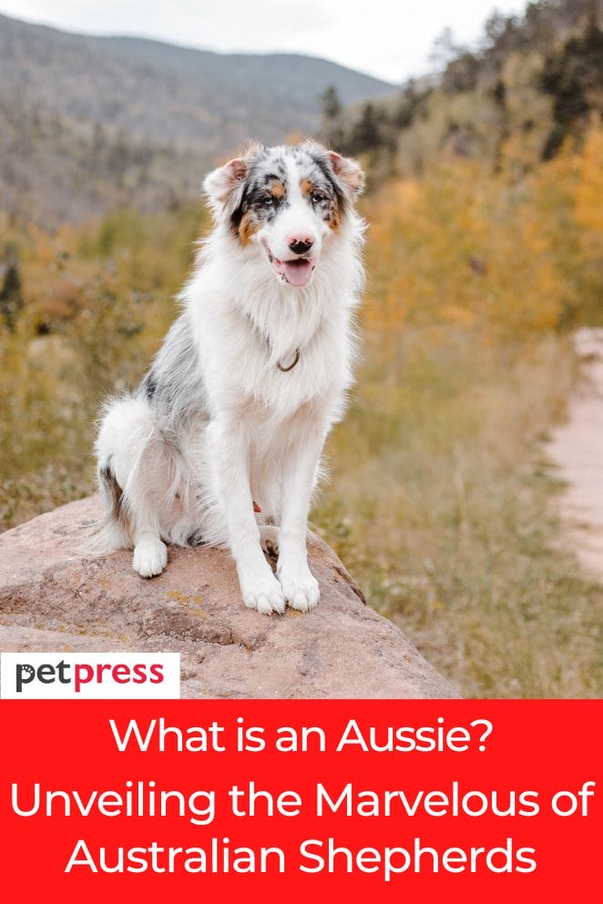 what is an aussie