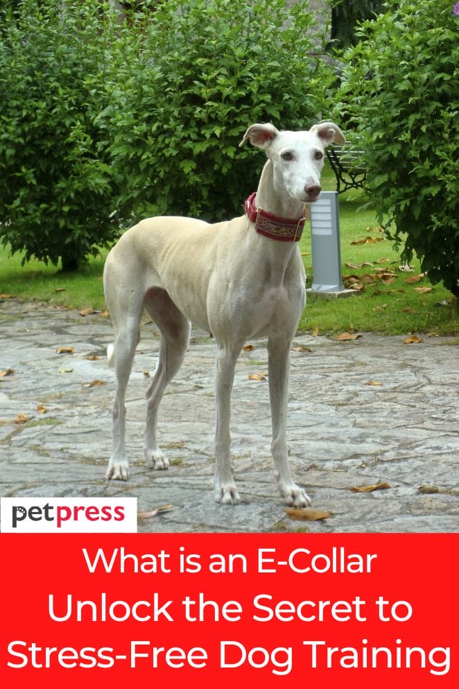 what is an ecollar