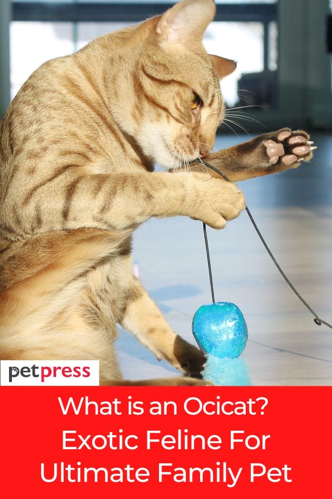 what is an ocicat