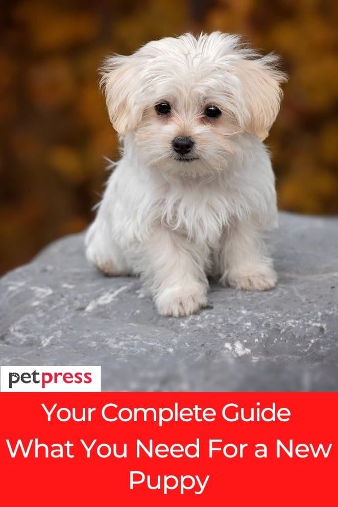 What You Need For A New Puppy Your Complete Guide   What You Need For A New Puppy 