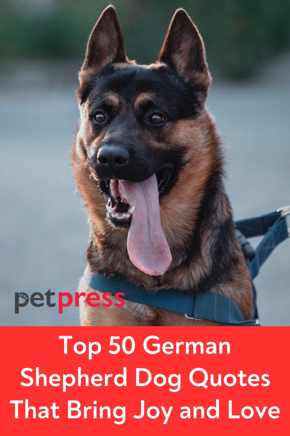 Top 50 German Shepherd Dog Quotes That Bring Joy and Love