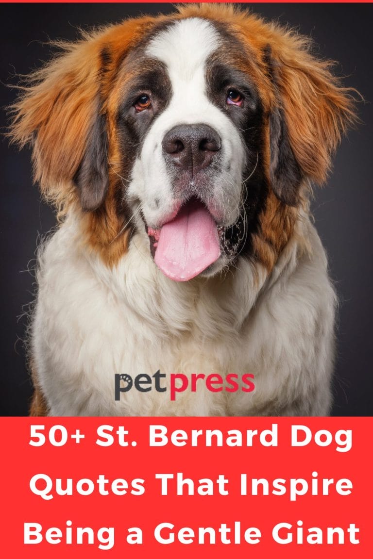 50+ St. Bernard Dog Quotes That Inspire Being a Gentle Giant