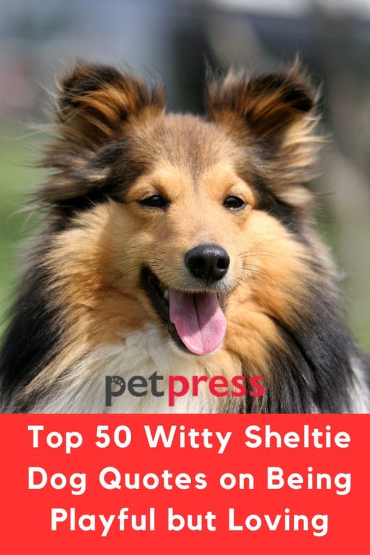 Top 50 Witty Sheltie Dog Quotes on Being Playful but Loving