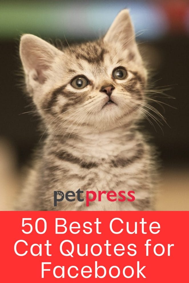 50 Best Cute Cat Quotes for Facebook - PetPress