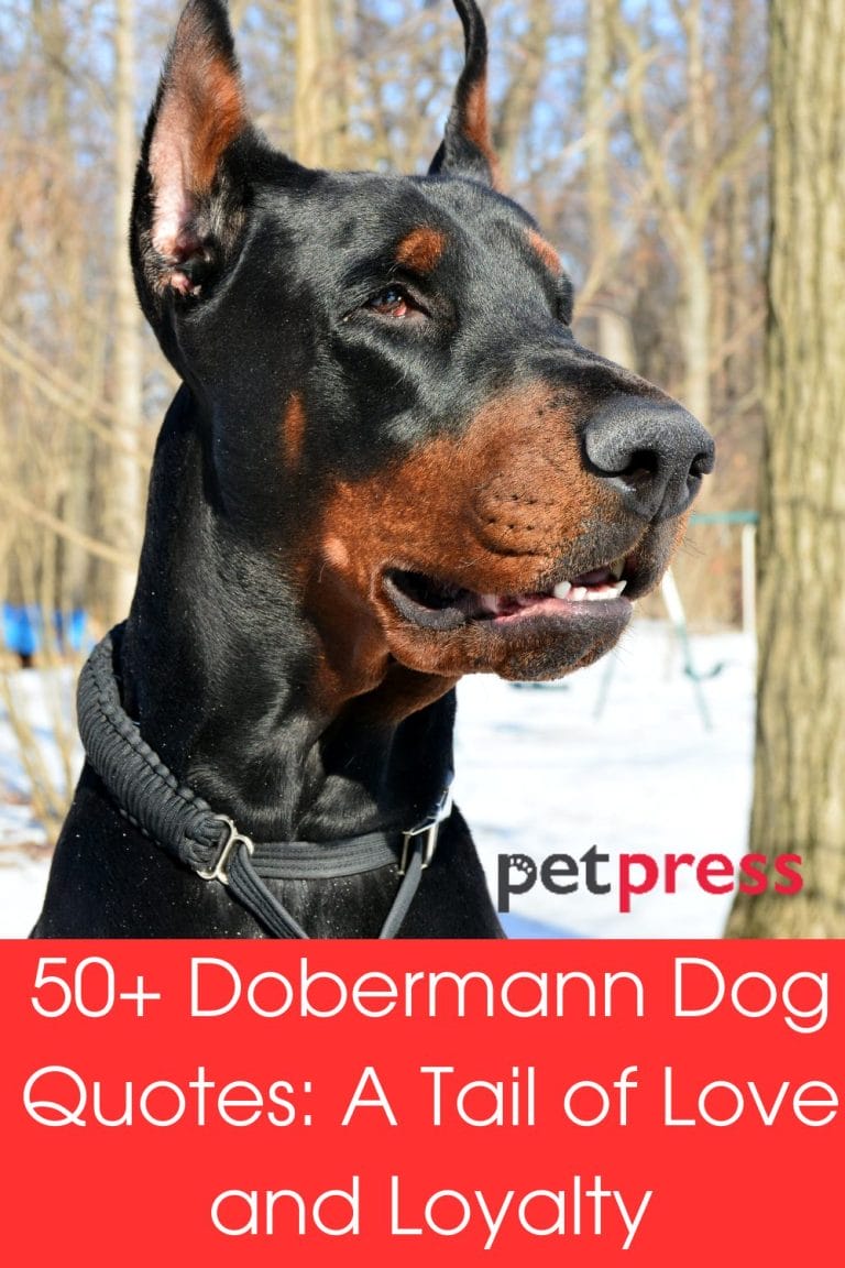 50+ Dobermann Dog Quotes A Tail of Love and Loyalty PetPress