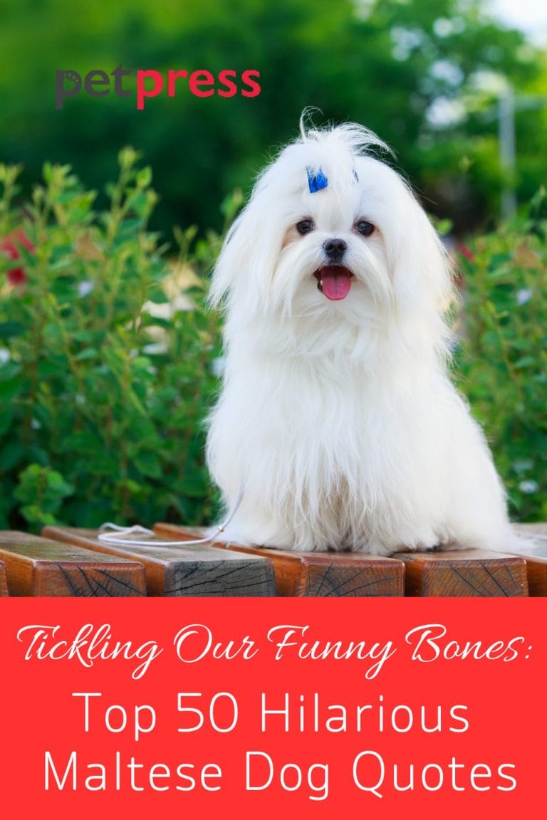 Tickling Our Funny Bones Top 50 Hilarious Maltese Dog Quotes