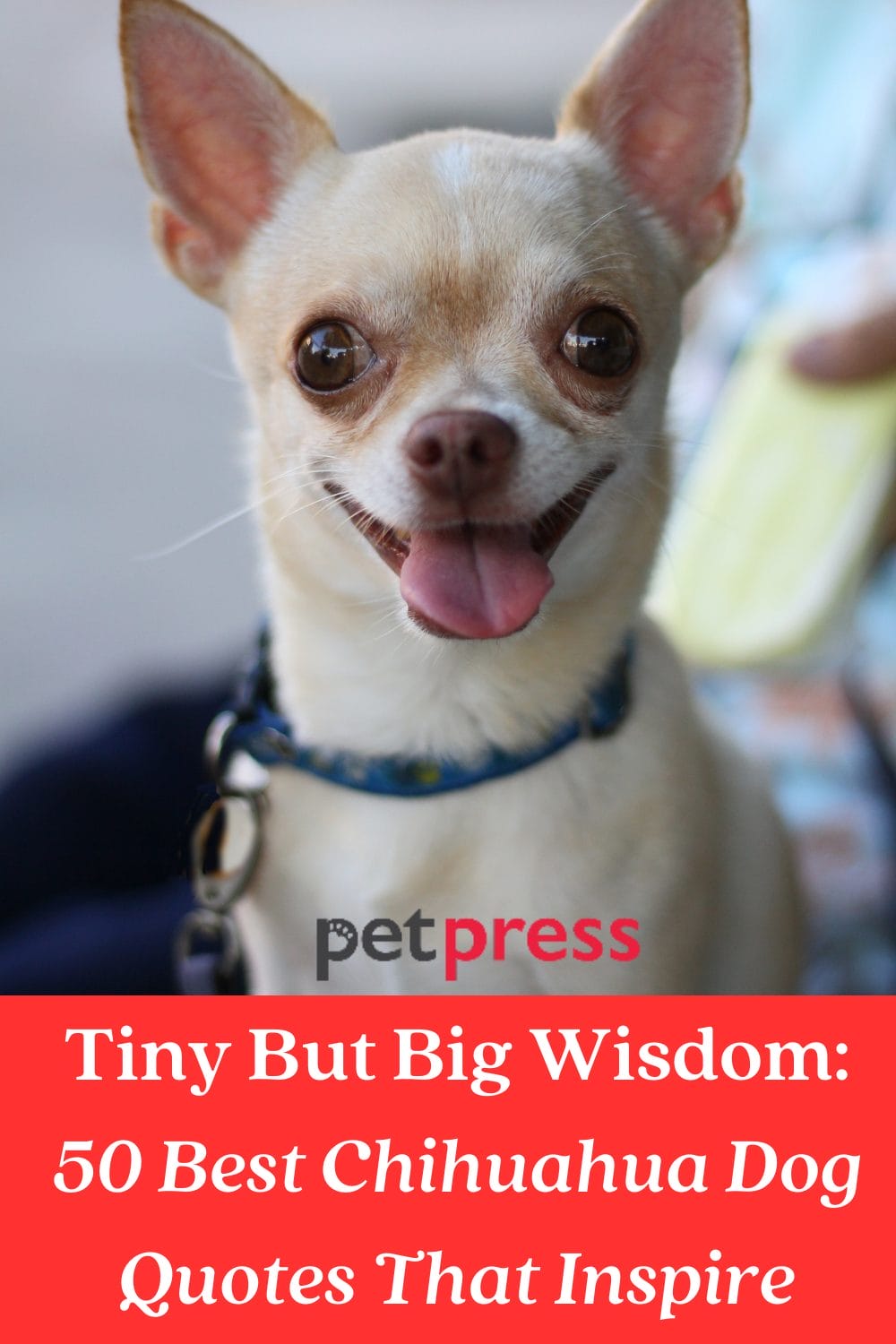 tiny-but-big-wisdom-50-best-chihuahua-dog-quotes-that-inspire