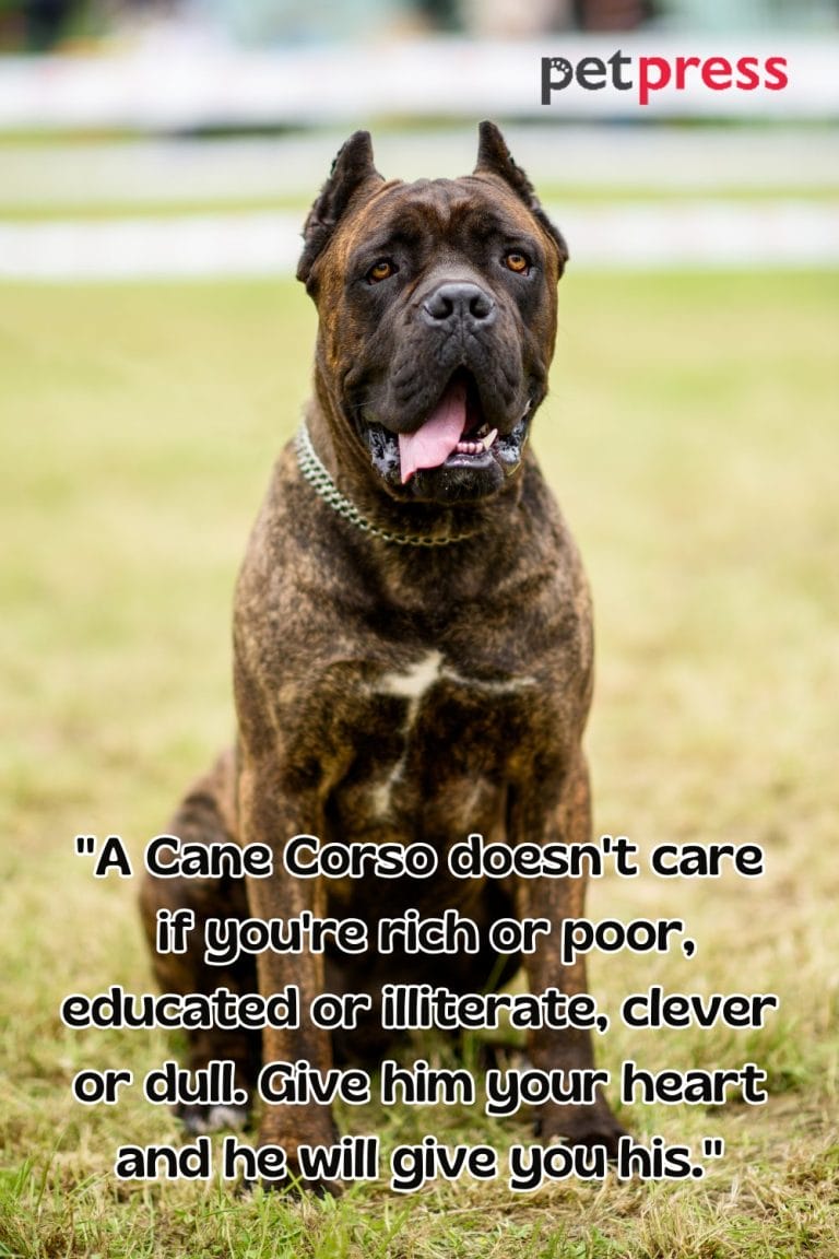 50 Inspiring Cane Corso Dog Quotes on Loyalty, Love, and Light