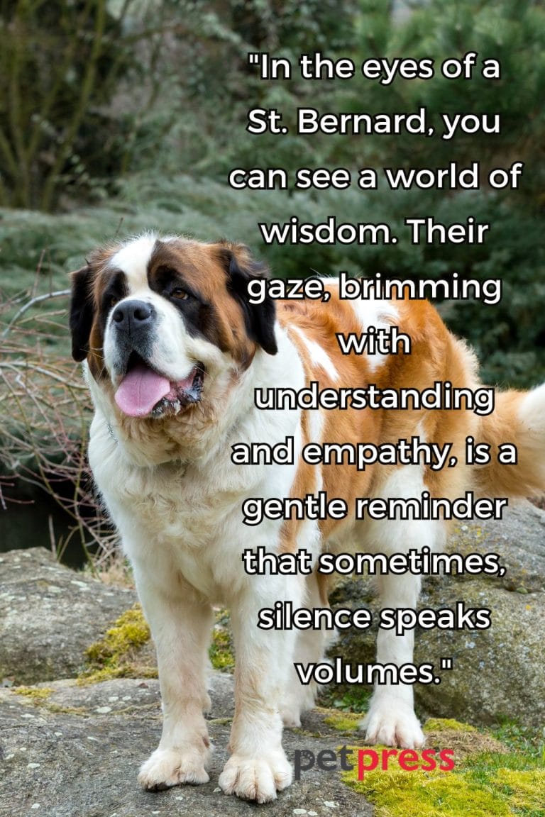 50+ St. Bernard Dog Quotes That Inspire Being a Gentle Giant