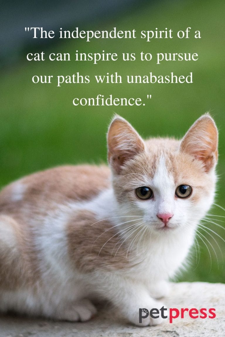 50 Best Cute Cat Quotes for Facebook PetPress