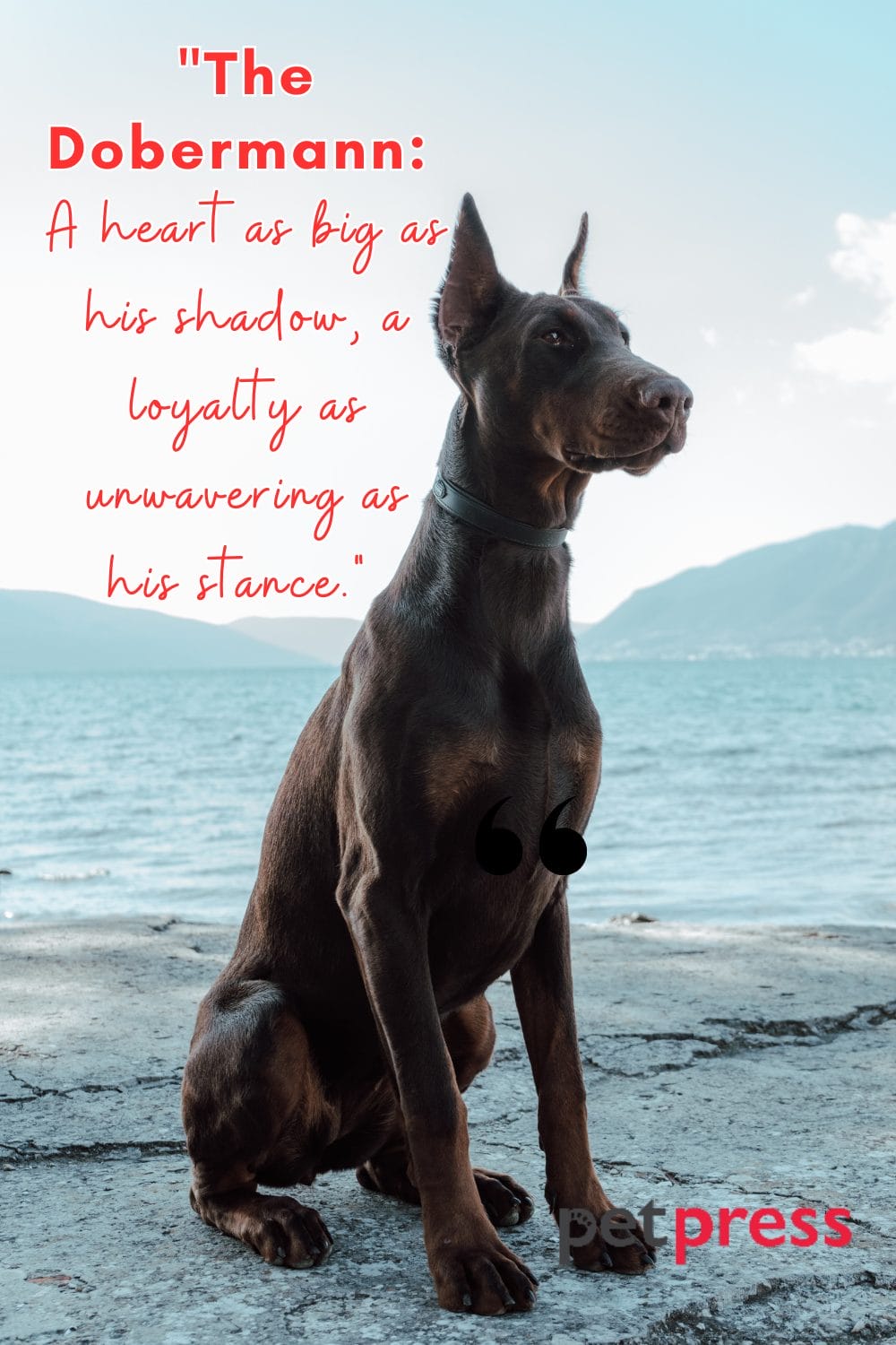50+ Dobermann Dog Quotes A Tail of Love and Loyalty PetPress