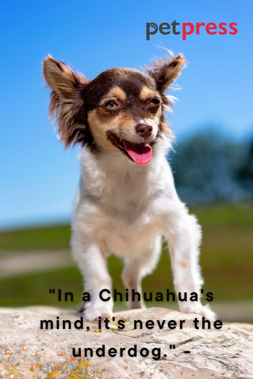 tiny-but-big-wisdom-50-best-chihuahua-dog-quotes-that-inspire