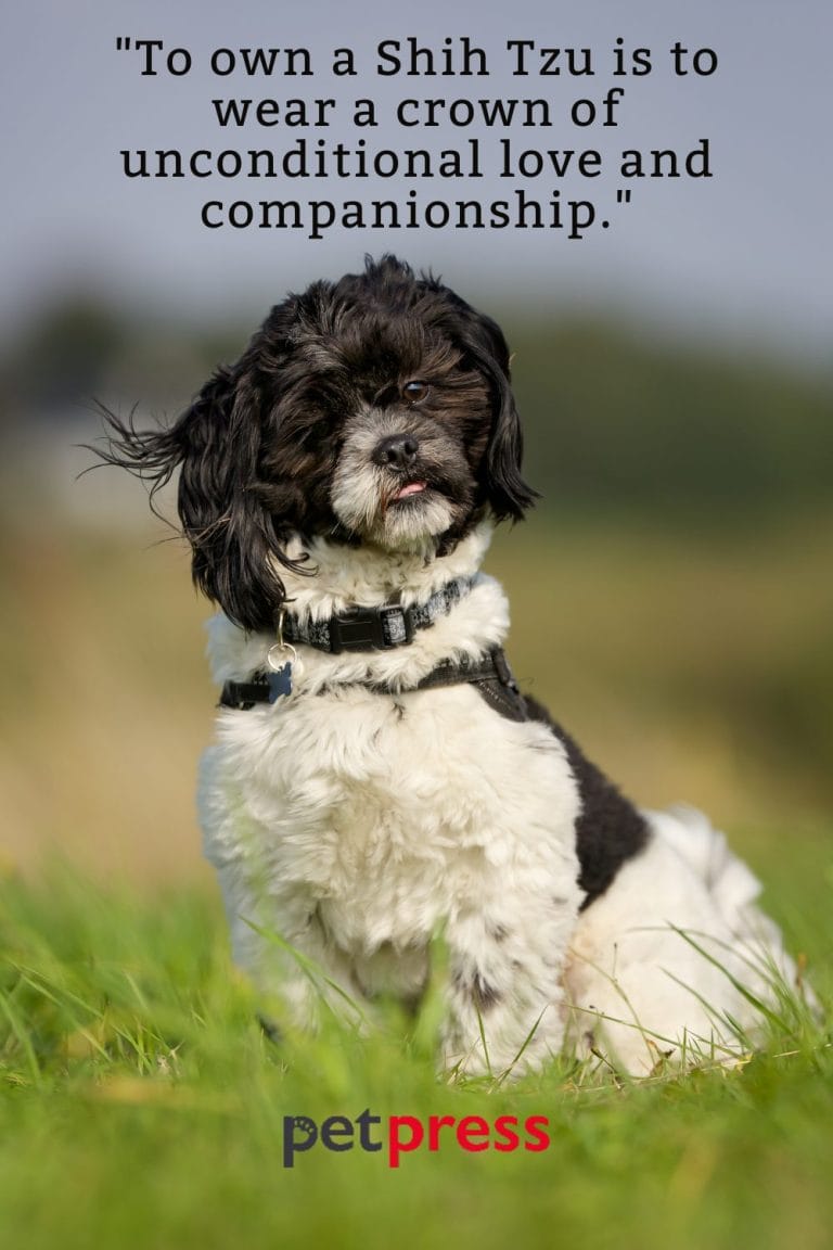 Discovering the Life Wisdom From 50+ Shih Tzu Dog Quotes