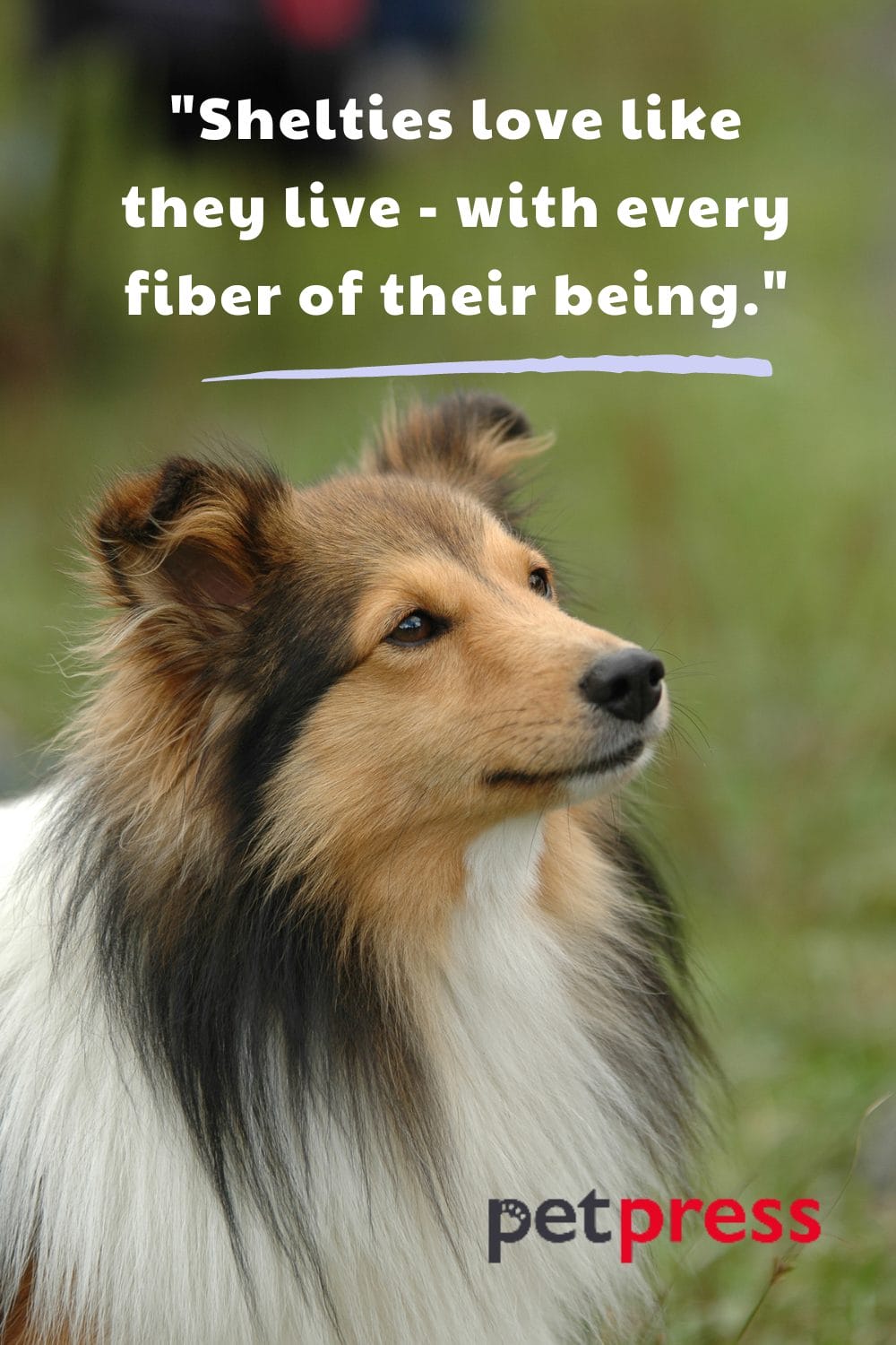 Top 50 Witty Sheltie Dog Quotes on Being Playful but Loving