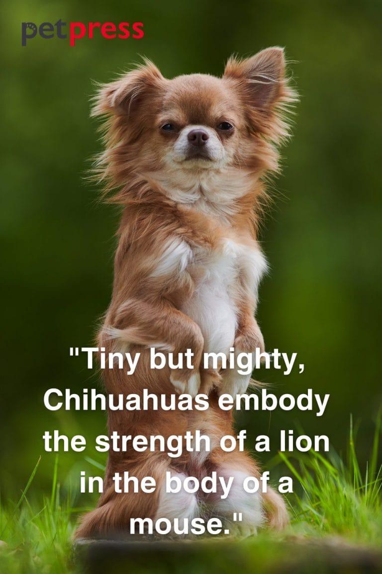 tiny-but-big-wisdom-50-best-chihuahua-dog-quotes-that-inspire