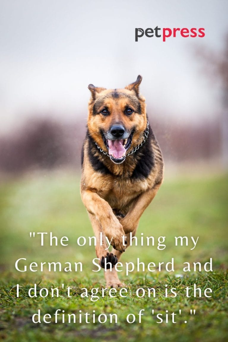 Top 50 German Shepherd Dog Quotes That Bring Joy and Love