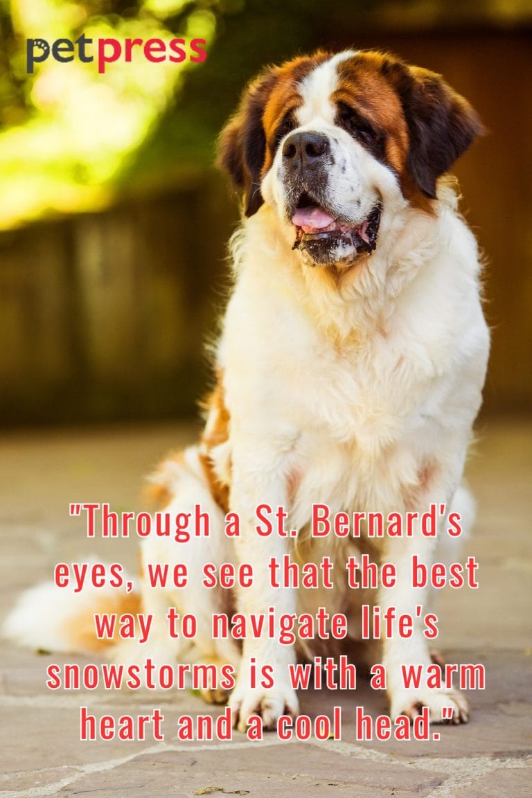 50+ St. Bernard Dog Quotes That Inspire Being a Gentle Giant