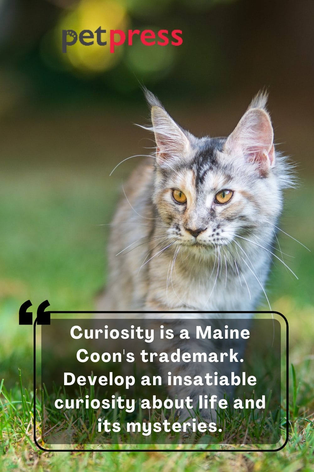 50+ Maine Coon Cat Quotes Feline Wisdom for the Inspired Soul