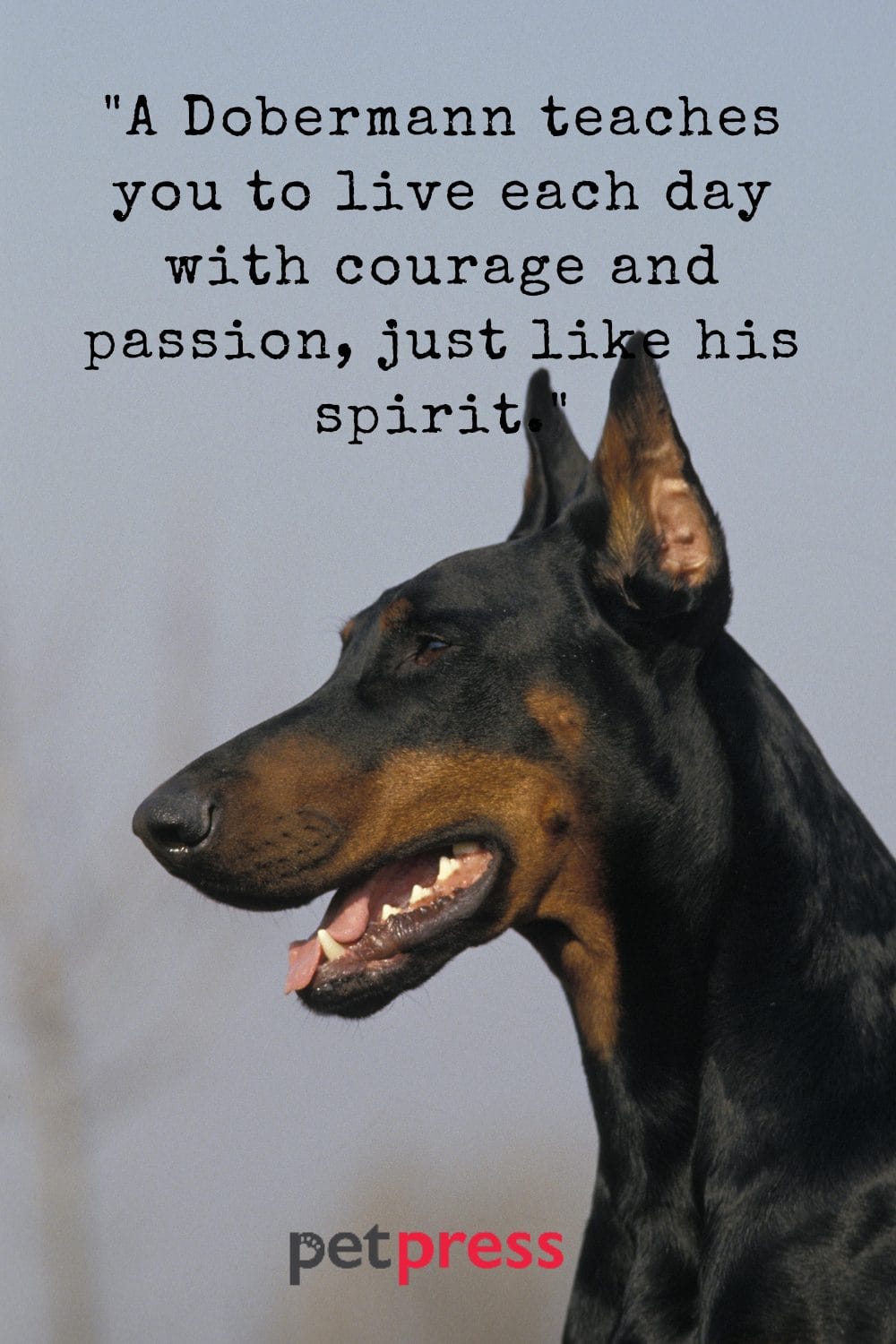 50+ Dobermann Dog Quotes A Tail of Love and Loyalty PetPress