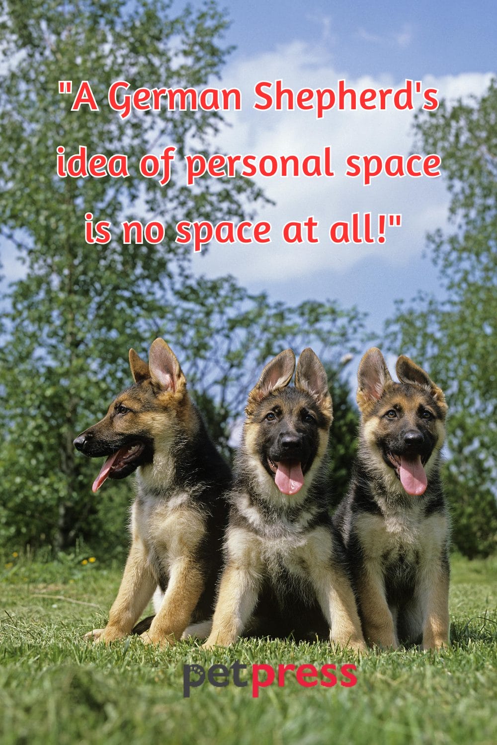 top-50-german-shepherd-dog-quotes-that-bring-joy-and-love