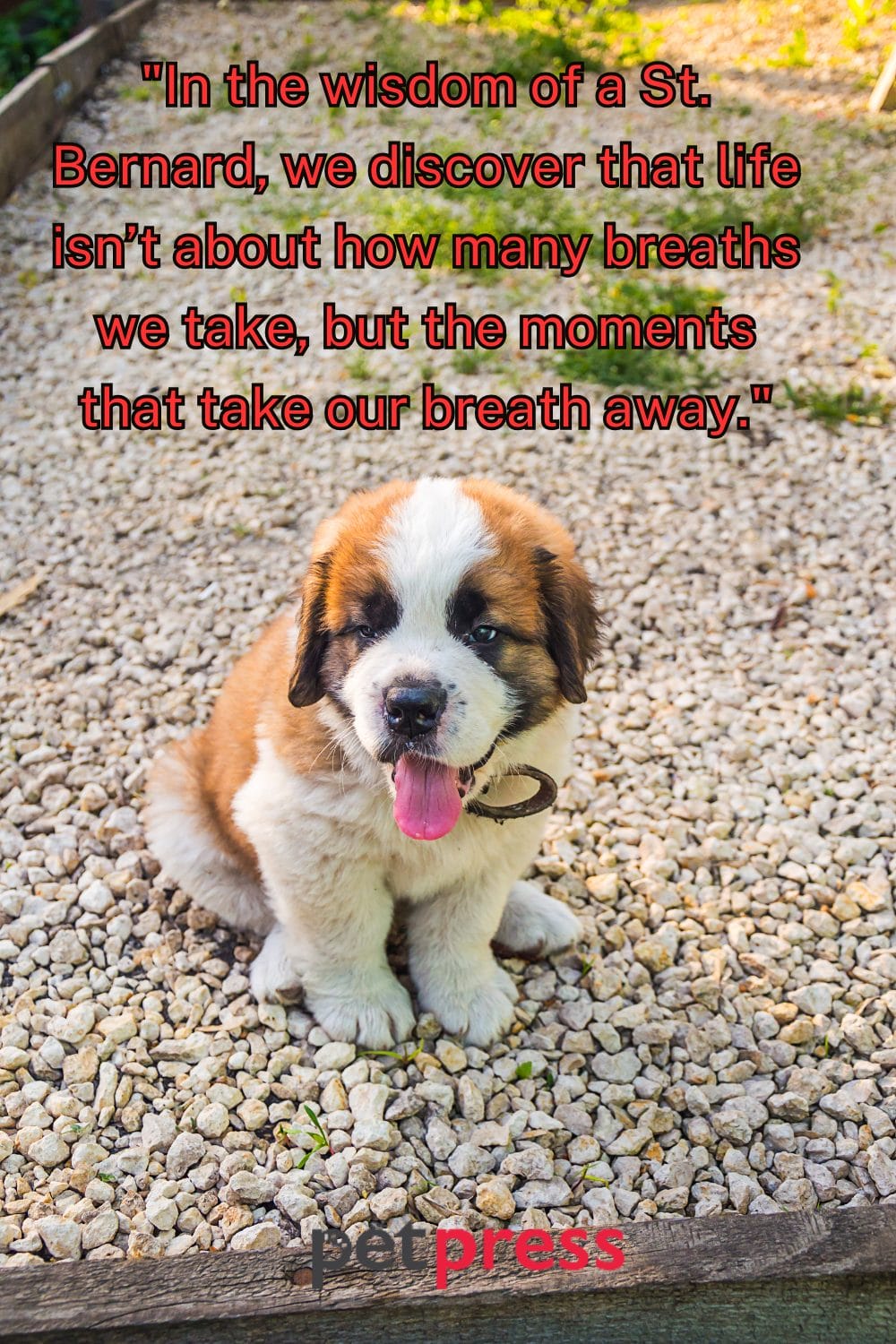 50+ St. Bernard Dog Quotes That Inspire Being a Gentle Giant