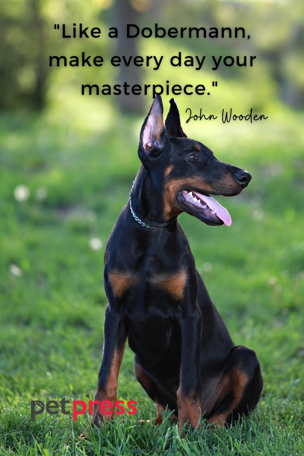 50+ Dobermann Dog Quotes A Tail of Love and Loyalty PetPress