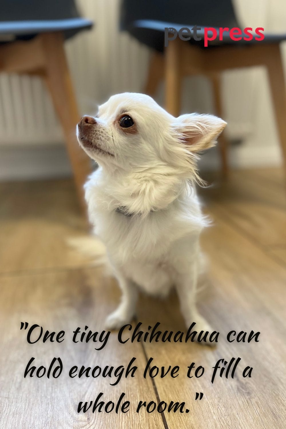 Tiny but Big Wisdom 50 Best Chihuahua Dog Quotes That Inspire