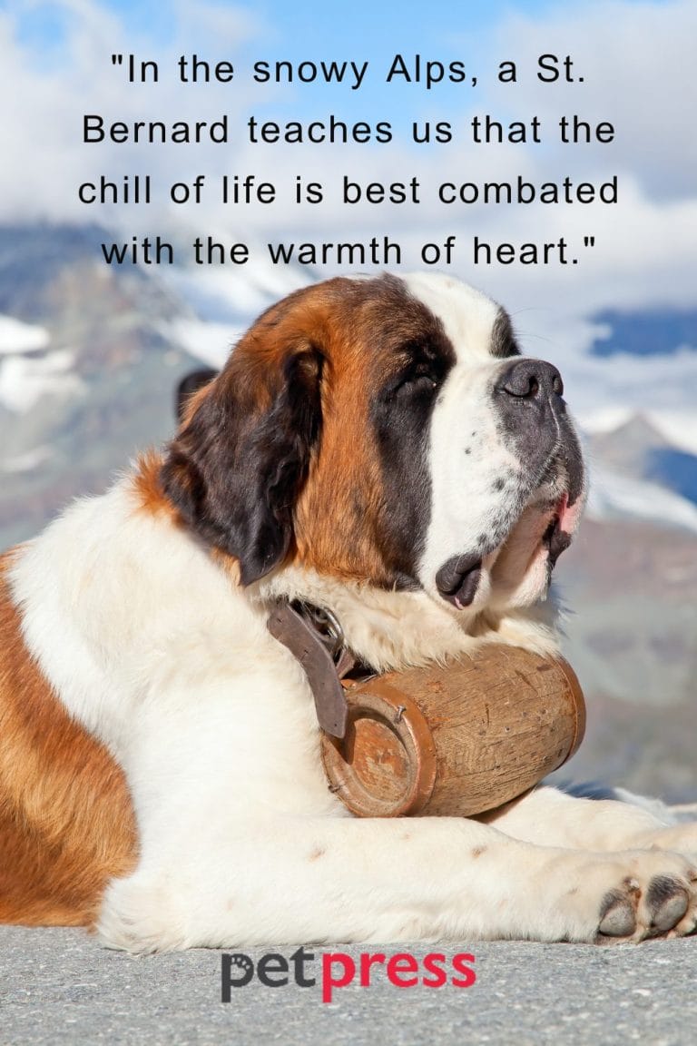 50+ St. Bernard Dog Quotes That Inspire Being a Gentle Giant