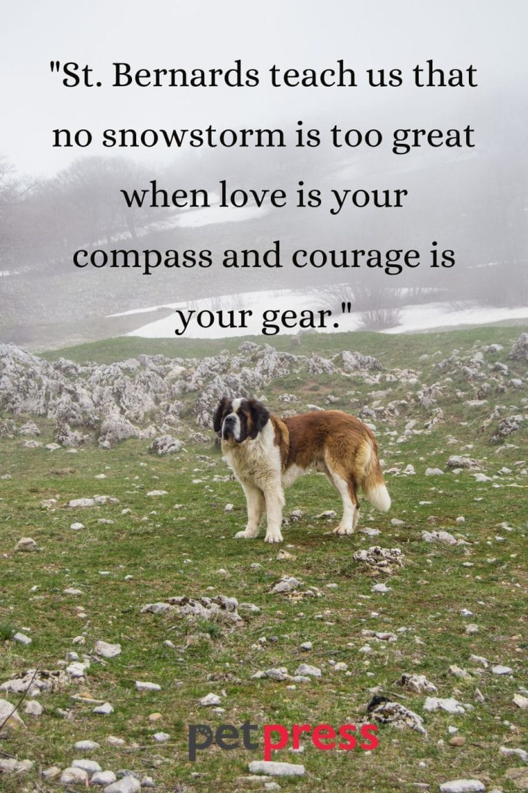 50+ St. Bernard Dog Quotes That Inspire Being a Gentle Giant