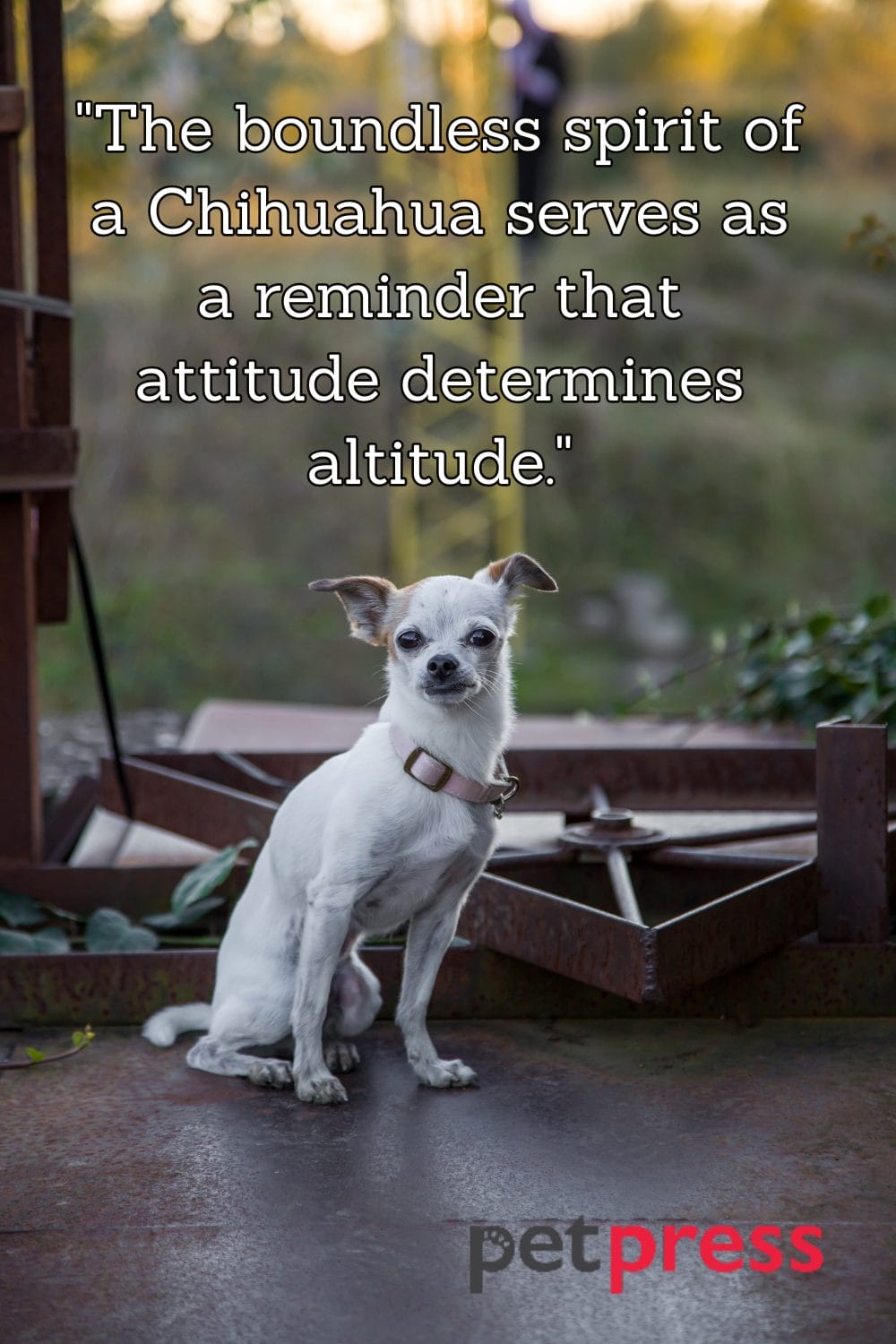 tiny-but-big-wisdom-50-best-chihuahua-dog-quotes-that-inspire