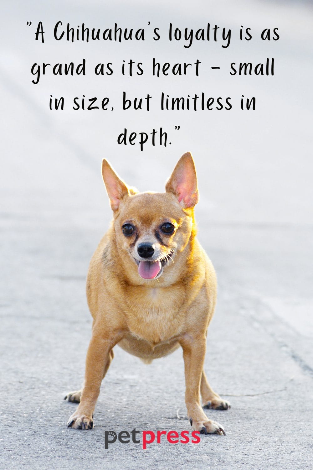 tiny-but-big-wisdom-50-best-chihuahua-dog-quotes-that-inspire