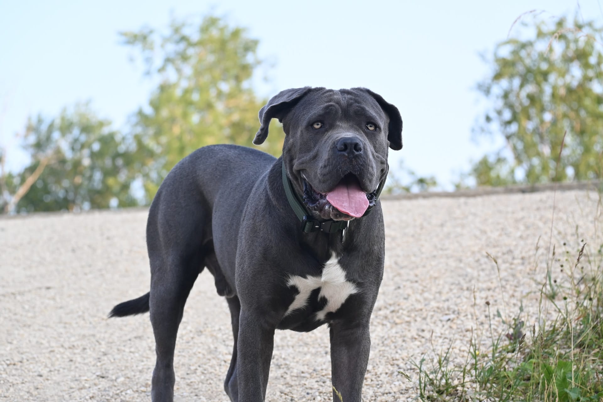 50 Inspiring Cane Corso Dog Quotes on Loyalty, Love, and Light