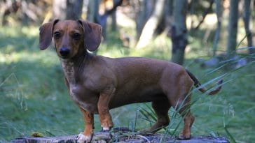 Dachshund Dog Quotes