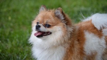 Pomeranian Dog Quotes