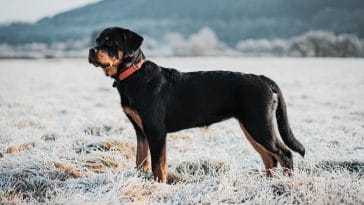 Rottweiler Dog Quotes