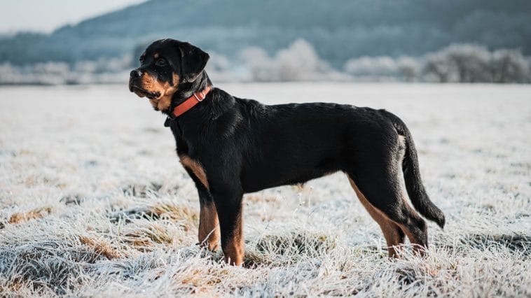 14 Pros And Cons Of The Rottweiler - PetPress
