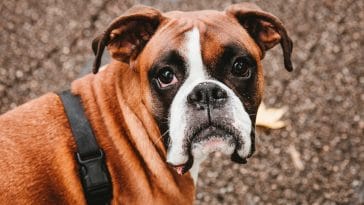 Uplifting Boxer Dog Quotes