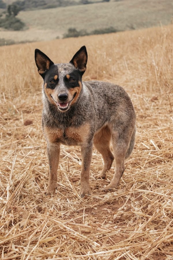 blue-heeler-dog