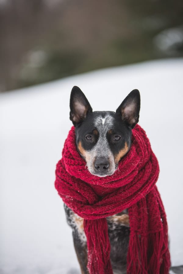 blue-heeler-dog