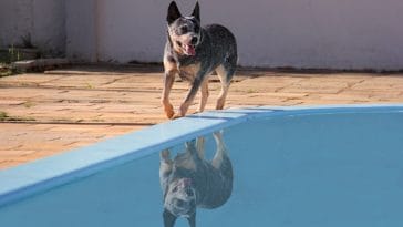 blue-heeler-dog