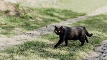 bombay-cat