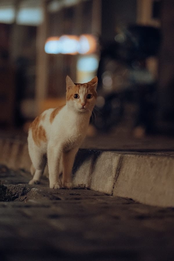 cat-cries-at-night