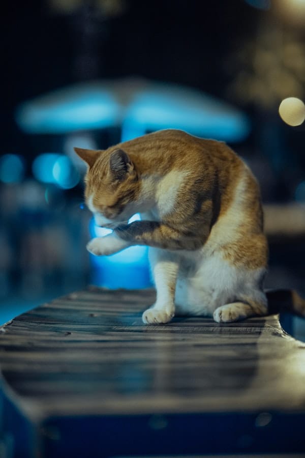 Why Do Cats Cry at Night? Exploring the Reasons and Solutions