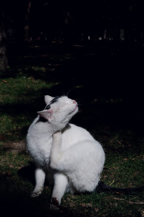cat-cries-at-night