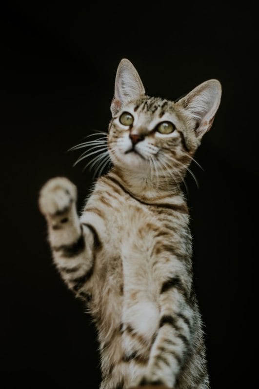 Shocking Truth Revealed: 6 Reasons Why Is My Cat Gagging?