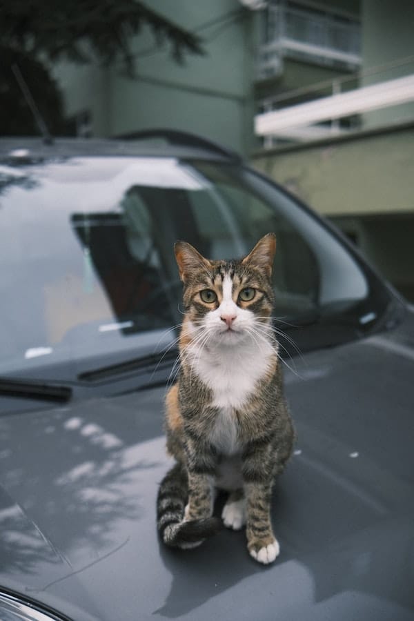 Do Cats Like Car Rides? A Guide to Traveling with Your Kitty