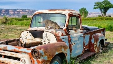 cat-like-car