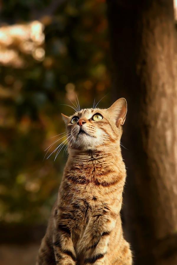 Why Does My Cat Squeak? Deciphering Feline Vocalizations