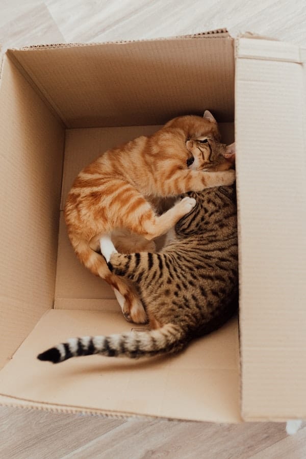 cats-like-cardboard