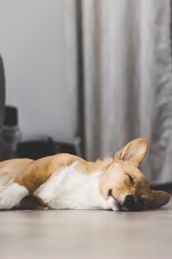 corgi-sploot